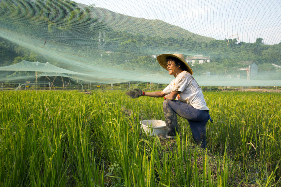 Paddy farming is resumed after decades of abandonment. Eco-farming is introduced for nature and cultural conservation and experiential learning. 